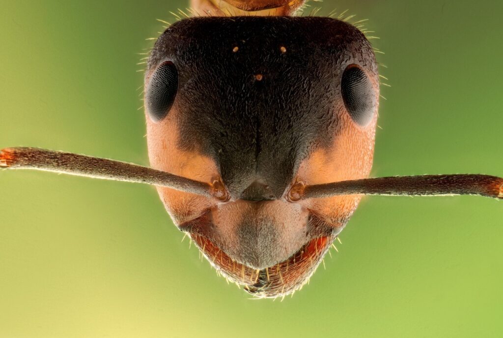 stack, insect, ant-2129070.jpg